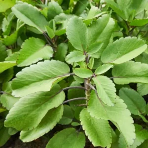 Kalanchoe Pinnata Plant Live – 6-12 Inch Tall Succulent Plant for Indoor and Outdoor Gardening