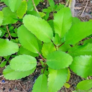 Kalanchoe Pinnata Plant Live – 6-12 Inch Tall Succulent Plant for Indoor and Outdoor Gardening