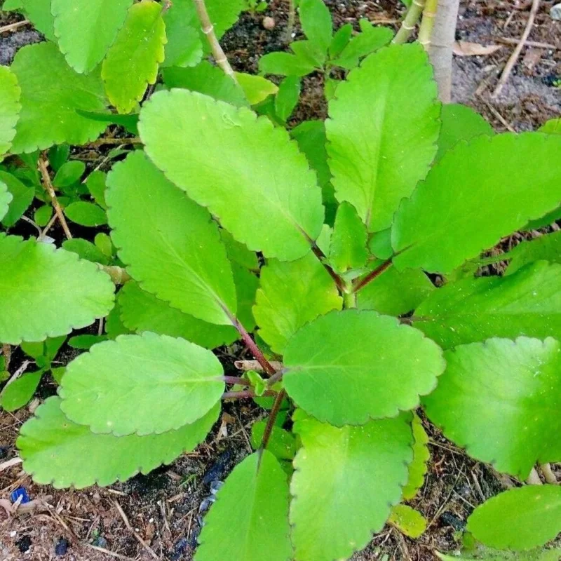 Kalanchoe Pinnata Plant Live – 6-12 Inch Tall Succulent Plant for Indoor and Outdoor Gardening