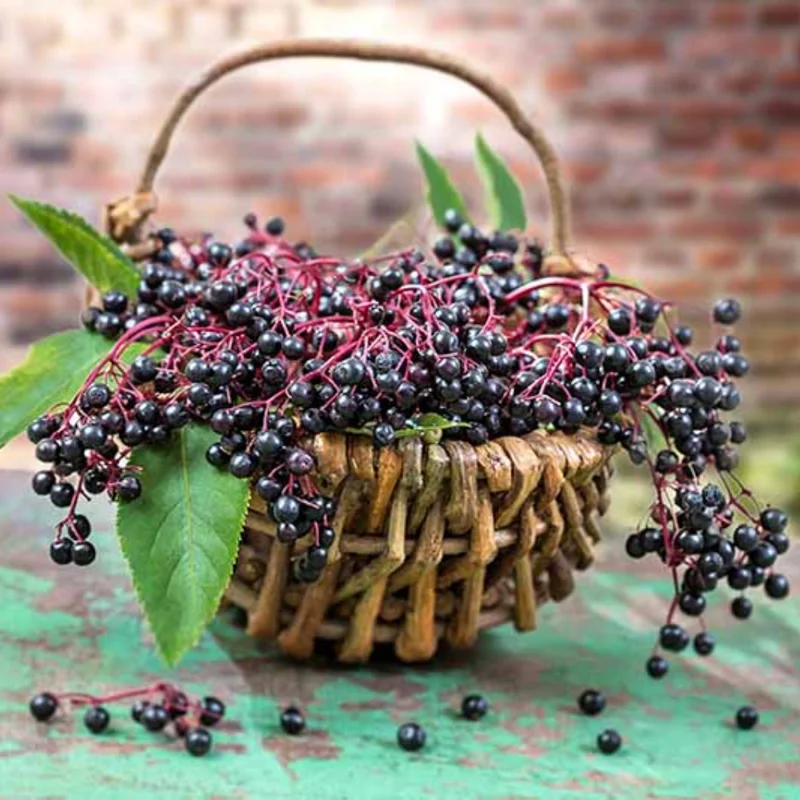 5 American Elderberry Cuttings For Planting, 6-10 Inch Tall, Black Elderberry Fruit Tree Live Plant, Elderberry Cuttings