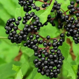 5 American Elderberry Cuttings For Planting, 6-10 Inch Tall, Black Elderberry Fruit Tree Live Plant, Elderberry Cuttings
