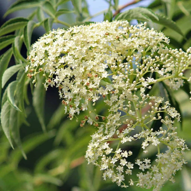 5 American Elderberry Cuttings For Planting, 6-10 Inch Tall, Black Elderberry Fruit Tree Live Plant, Elderberry Cuttings