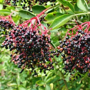 5 American Elderberry Cuttings for Planting - 6-10 Inch Tall - Black Elderberry Fruit Tree Live Cuttings for Gardening and Landscaping