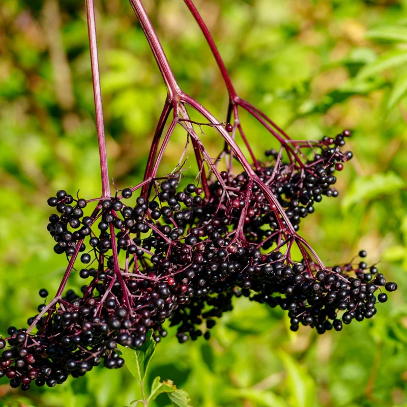 5 American Elderberry Cuttings for Planting - 6-10 Inch Tall - Black Elderberry Fruit Tree Live Cuttings for Gardening and Landscaping
