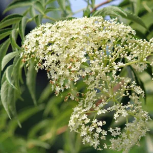 5 American Elderberry Cuttings for Planting - 6-10 Inch Tall - Black Elderberry Fruit Tree Live Cuttings for Gardening and Landscaping