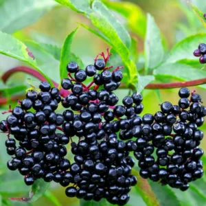 5 American Elderberry Cuttings for Planting - 6-10 Inch Tall - Black Elderberry Fruit Tree Live Cuttings for Gardening and Landscaping