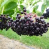 10 Live Black Elderberry Cuttings - 6-10 Inch Tall - American Elderberry Cuttings for Planting and Growing Fruit Trees
