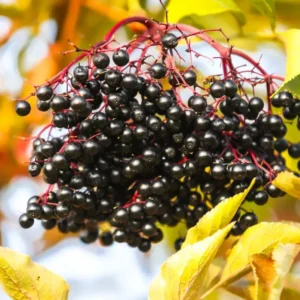Black Elderberry Plant Live Potted, 8-12 Inch Tall, American Elderberry Tree Live Plant, Elderberry Fruit Tree