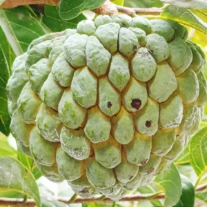 Annona Squamosa Sugar Apple Plant Live – 12-14 Inch Tall Sweetsop Sugar Apple Tree in Half-Gallon Pot, Ideal for Fruit Tree Gardening