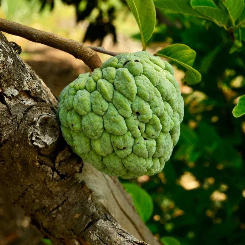 Annona Squamosa Sugar Apple Plant Live – 12-14 Inch Tall Sweetsop Sugar Apple Tree in Half-Gallon Pot, Ideal for Fruit Tree Gardening