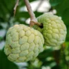 Annona Squamosa Sugar Apple Plant Live – 12-14 Inch Tall Sweetsop Sugar Apple Tree in Half-Gallon Pot, Ideal for Fruit Tree Gardening