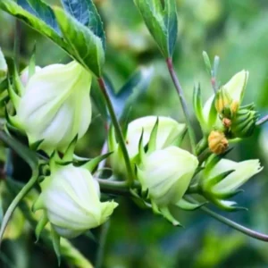 1 Roselle Hibiscus Plant Live, Hibiscus Sabdariffa Live Plant, Size 6-12 Inch Tall, Jamaican Sorrel Cranberry Hibiscus Flowers, In 4 Inc Pot