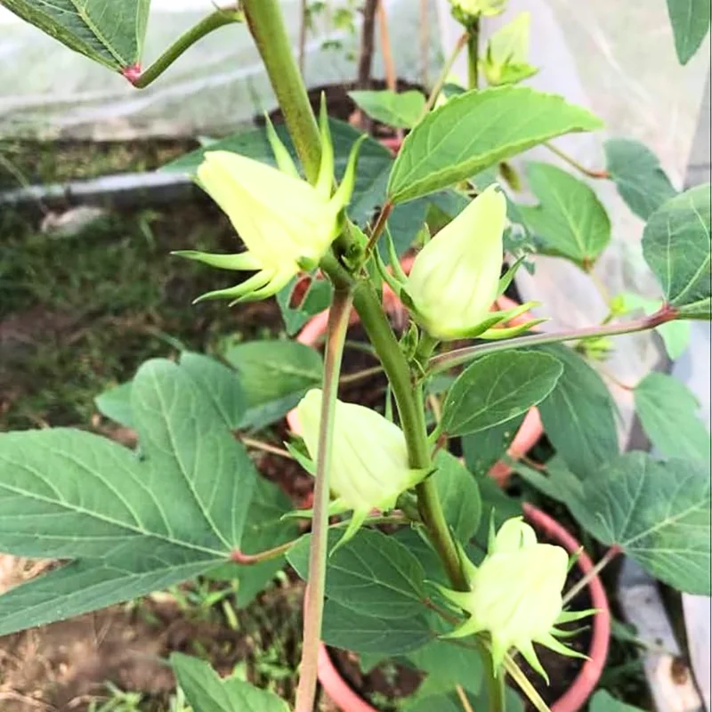 Green Roselle Hibiscus Plant