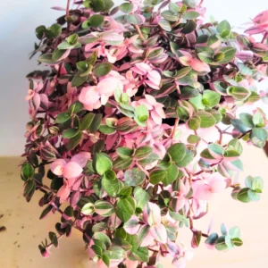 Callisia Repens Pink, Callisia Repens Turtle Vine Plant, Tradescantia Live Plant Pink, 4 Inch Pot Live Succulent Turtle Vine