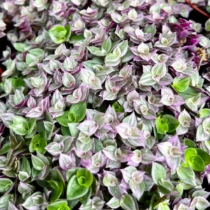 Callisia Repens Pink, Callisia Repens Turtle Vine Plant, Tradescantia Live Plant Pink, 4 Inch Pot Live Succulent Turtle Vine