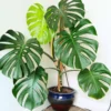 Live Monstera Plant, Monstera Deliciosa Live Plant 4 Inches Potted, Live House Plant