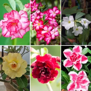 2 Desert Rose Plants, Adenium Desert Rose Plants Live, Starter Plant From 4 Inches Tall