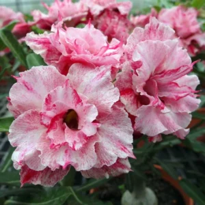 2 Desert Rose Plants, Adenium Desert Rose Plants Live, Starter Plant From 4 Inches Tall