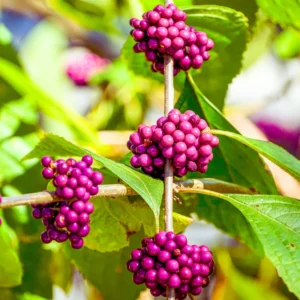 American Beautyberry Plant, Purple Beautyberry Starter Plant From 10 to 16 Inch Tall - Dormant