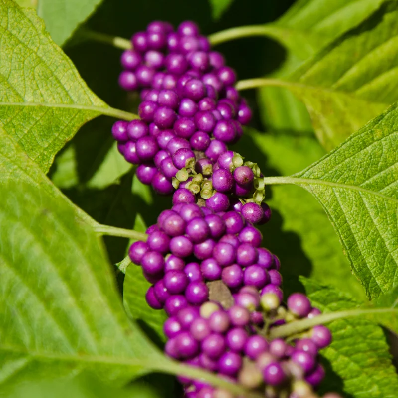 American Beautyberry Plant, Purple Beautyberry Starter Plant From 10 to 16 Inch Tall - Dormant