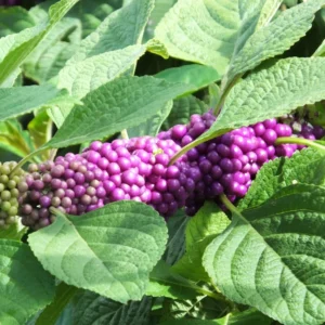 American Beautyberry Plant, Purple Beautyberry Starter Plant From 10 to 16 Inch Tall - Dormant