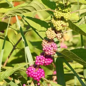 American Beautyberry Plant, Purple Beautyberry Starter Plant From 10 to 16 Inch Tall - Dormant