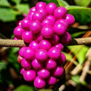 American Beautyberry Plant, Purple Beautyberry Starter Plant From 10 to 16 Inch Tall - Dormant