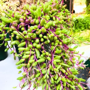 Ruby Necklace Plant, String Of Rubies Plant, Succulents Plant Live Ruby Necklace, Trailing Succulents Live