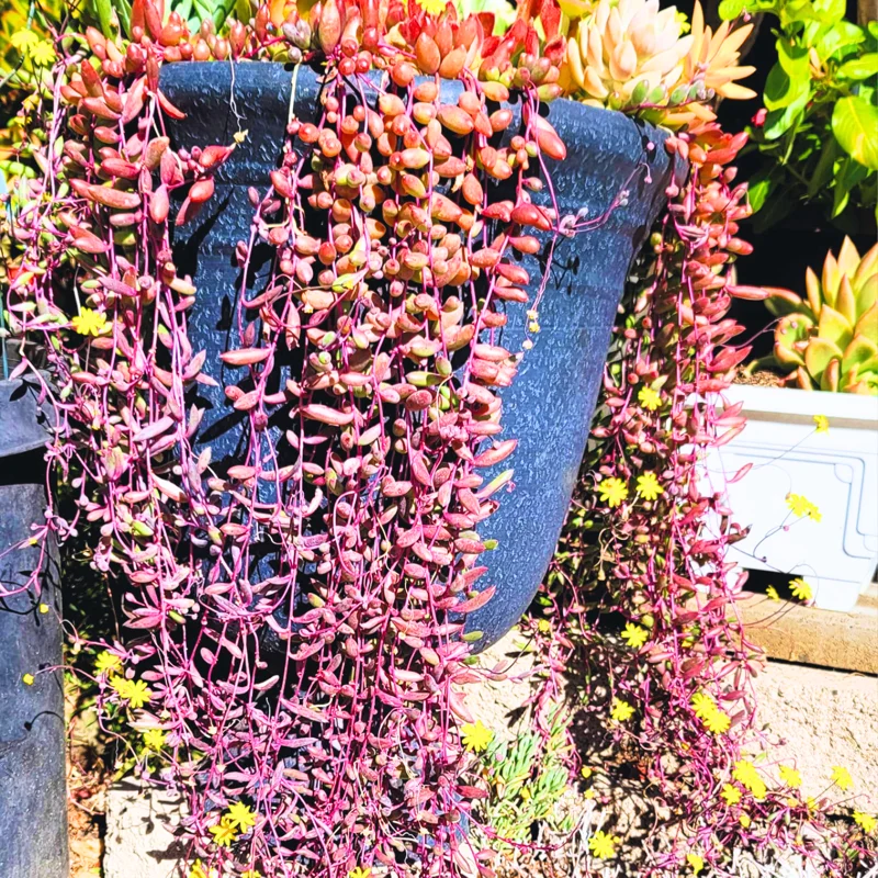 Ruby Necklace Plant, String Of Rubies Plant, Succulents Plant Live Ruby Necklace, Trailing Succulents Live