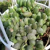 String Of Watermelon Plant, Succulents Plant Live In Pot, Rare Succulent Plant Live, Trailing Succulents Live Plant
