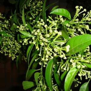 Jasmine Plant Live, Night Blooming Jasmine Plant in 4" Pot, Night Jasmine Flower Plant for Planting Indoors Outdoors