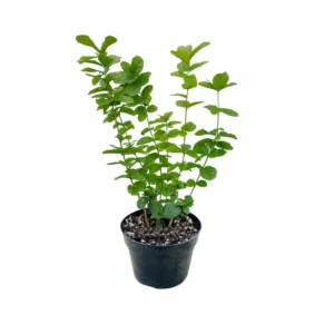 Jasmine Plant Live, Maid of Orleans Jasmine Plant in 4