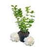 Jasmine Plant Live, Grand Duke Jasmine Plant in 4" Pot, Grand Duke of Tuscany Jasmine Flower Plant for Planting Indoors Outdoors