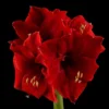 Amaryllis Bulbs, Live Amaryllis Bulbs for Planting Indoor, Amaryllis Flower Bulbs, Black Amaryllis Bulbs