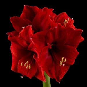 Amaryllis Bulbs, Live Amaryllis Bulbs for Planting Indoor, Amaryllis Flower Bulbs, Black Amaryllis Bulbs