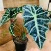 Alocasia Live Plant, Rare Alocasia Plant, House Plant, House Plant Indoors Live No Pot
