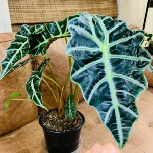 Alocasia Live Plant, Rare Alocasia Plant, House Plant, House Plant Indoors Live No Pot