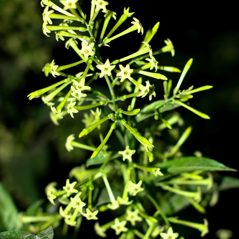 2 Jasmine Plants, Night Blooming Jasmine in 4 Inch Pot, Live Jasmine Plants Indoor Outdoor