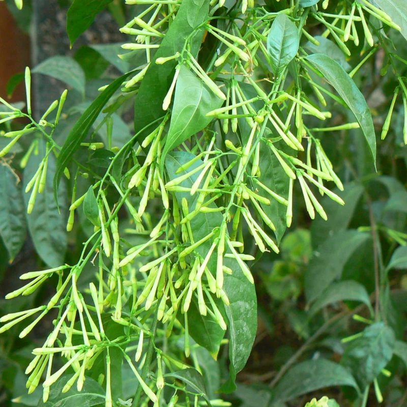 2 Jasmine Plants, Night Blooming Jasmine in 4 Inch Pot, Live Jasmine Plants Indoor Outdoor