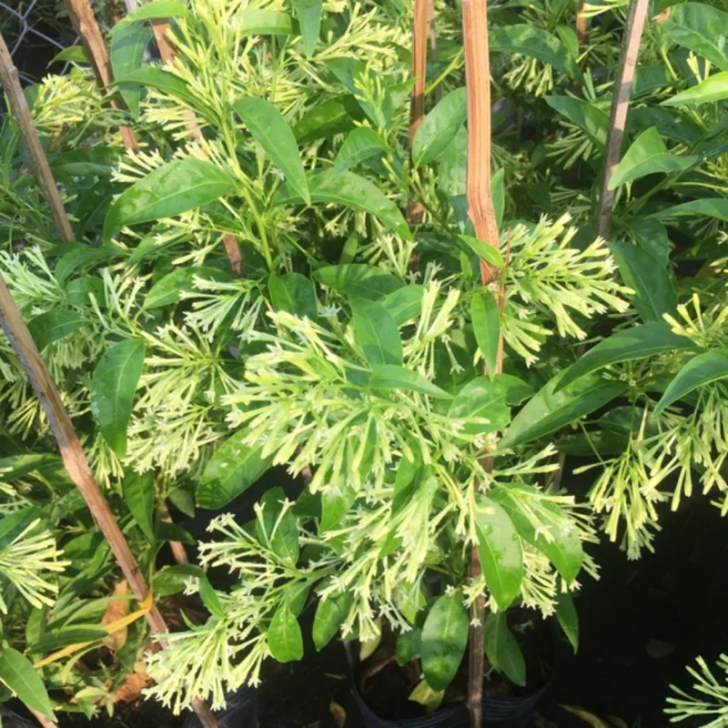 2 Jasmine Plants, Night Blooming Jasmine in 4 Inch Pot, Live Jasmine Plants Indoor Outdoor