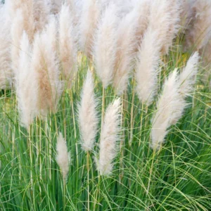 Set 2 White Pampas Grass Plant Live for Planting, 3.5 Inch Pot