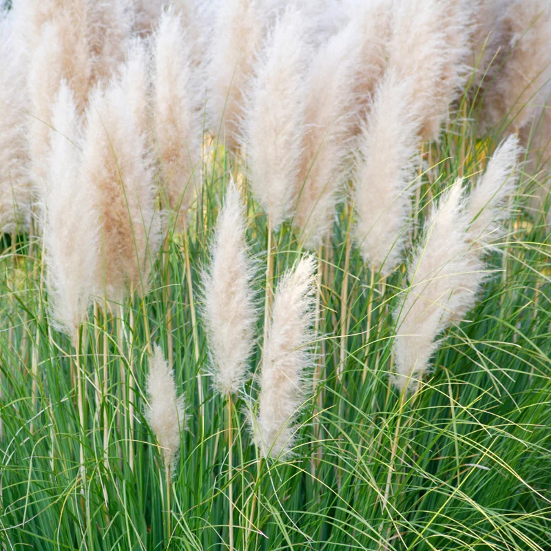 Set 2 White Pampas Grass Plant Live for Planting, 3.5 Inch Pot