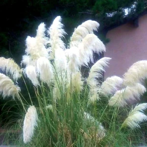 Set 2 White Pampas Grass Plant Live for Planting, 3.5 Inch Pot