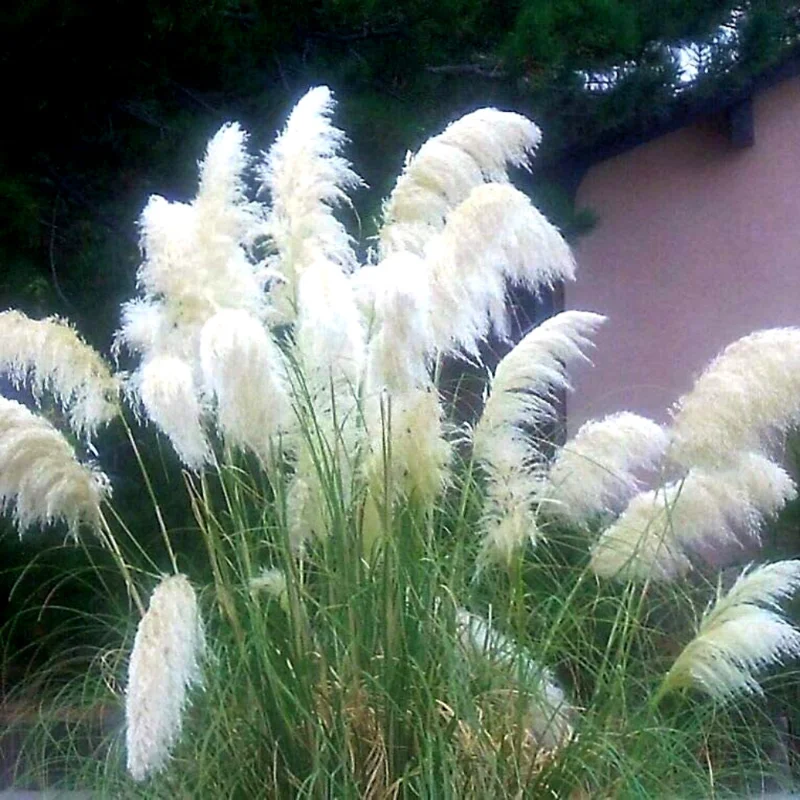 Set 2 White Pampas Grass Plant Live for Planting, 3.5 Inch Pot
