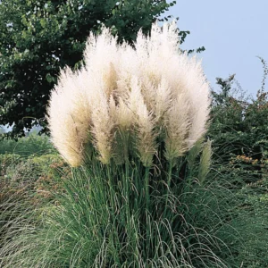 Set 2 White Pampas Grass Plant Live for Planting, 3.5 Inch Pot