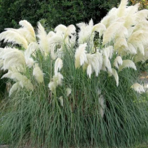 2 Pampas Grass Plants Live in 4 Inch Pot, White Pampas Grass Live Plant for Planting Outdoors Indoors