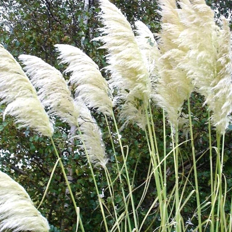 Set 2 White Pampas Grass Plant Live for Planting, 3.5 Inch Pot