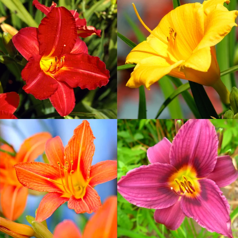 50 Lily Bulbs for Planting, Mixed Lily Bulbs, Sprouted Asiatic Lily Bulbs, Oriental Lily Bulbs Outdoors