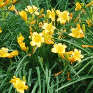 25 Daylily Bulbs, Yellow Daylilies Bulbs for Planting, Daylily Roots, Daylily Flower Bulbs