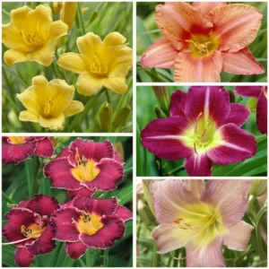 50 Lily Bulbs for Planting, Mixed Lily Bulbs, Sprouted Asiatic Lily Bulbs, Oriental Lily Bulbs Outdoors